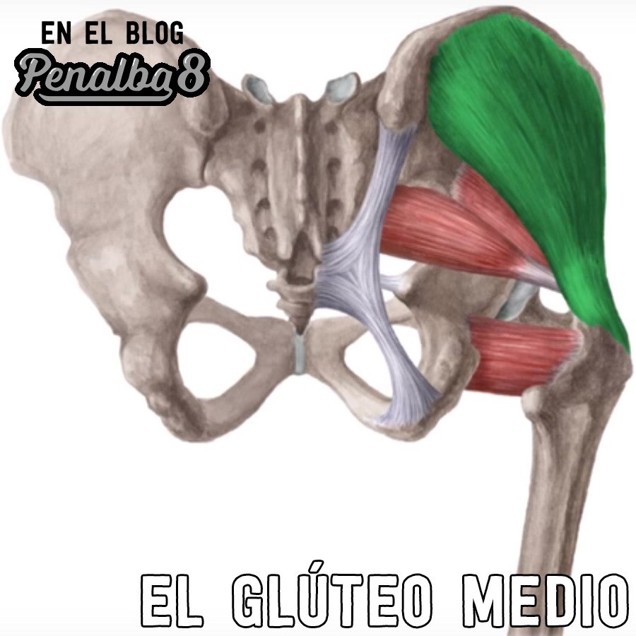 la importancia del glúteo medio en los deportistas