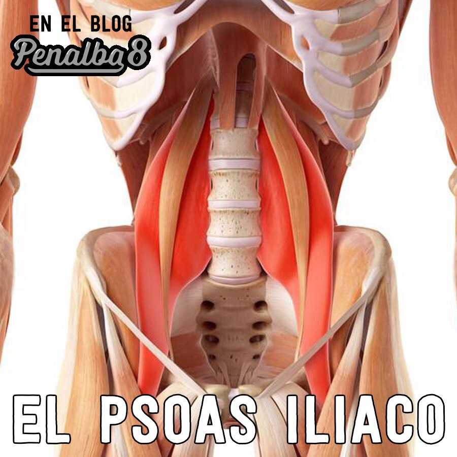 el psoas iliaco